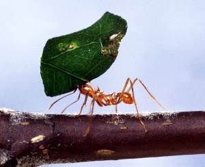 leafcutter_ant[1]