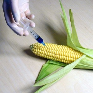 GMO CORN GMO CORN