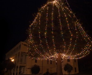 Presidio Tree photo from about.com