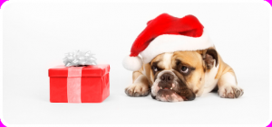 68 3 full 300x141 24 Hour Deal: 44% off Gourmet Doggie Treats