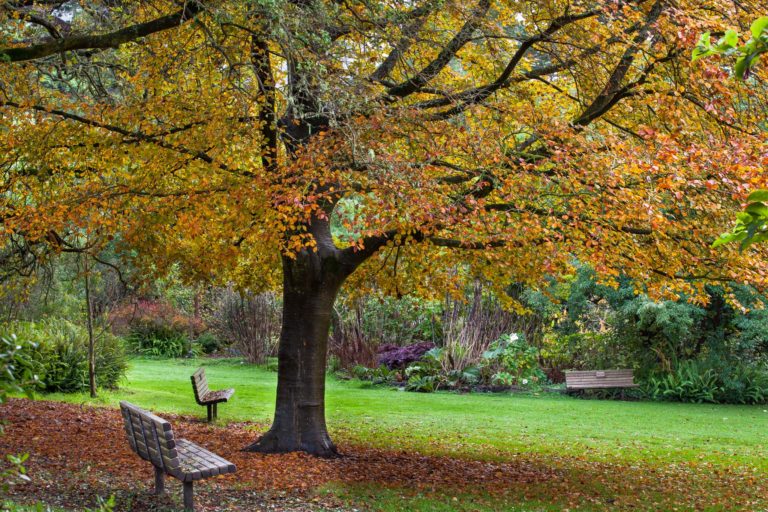 San Francisco Botanical Garden’s Free Day (2nd Tuesdays)