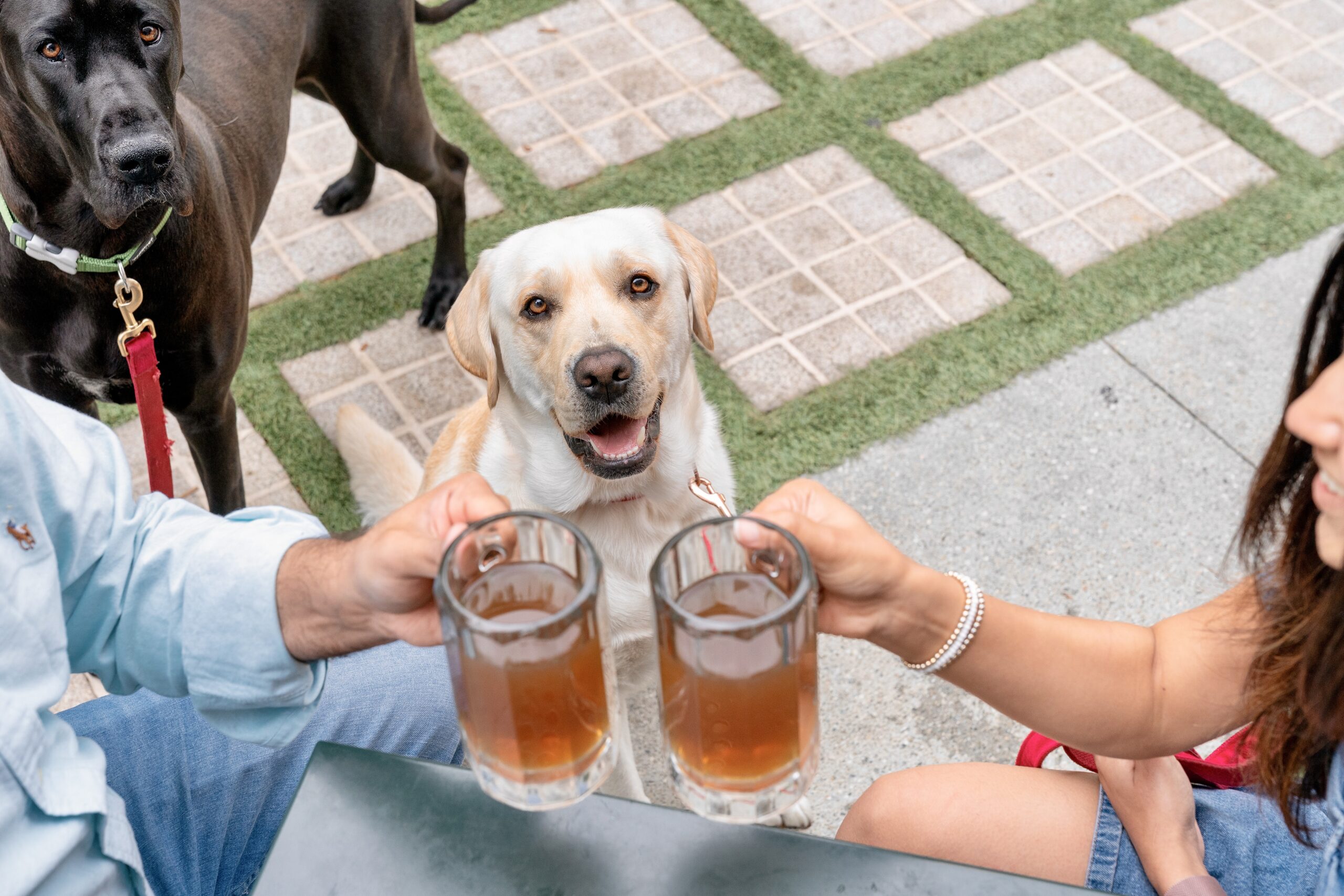 Barks & Brews Trivia Night (Oakland)