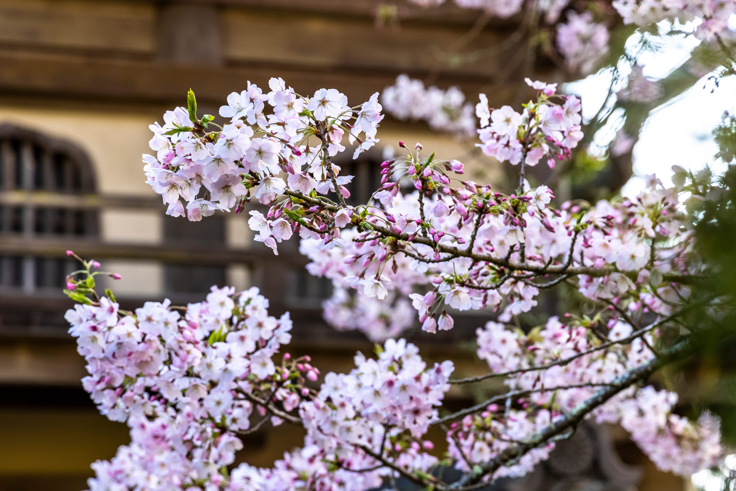 SF’s Japanese Tea Garden “Peak” Cherry Blossom Bloom (March-April)